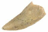 Serrated Raptor Tooth - Real Dinosaur Tooth #370394-1